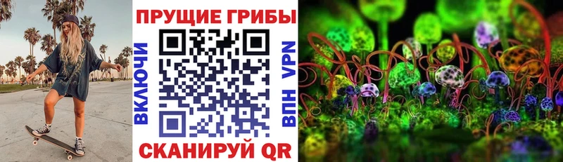 Псилоцибиновые грибы Cubensis  Шлиссельбург 
